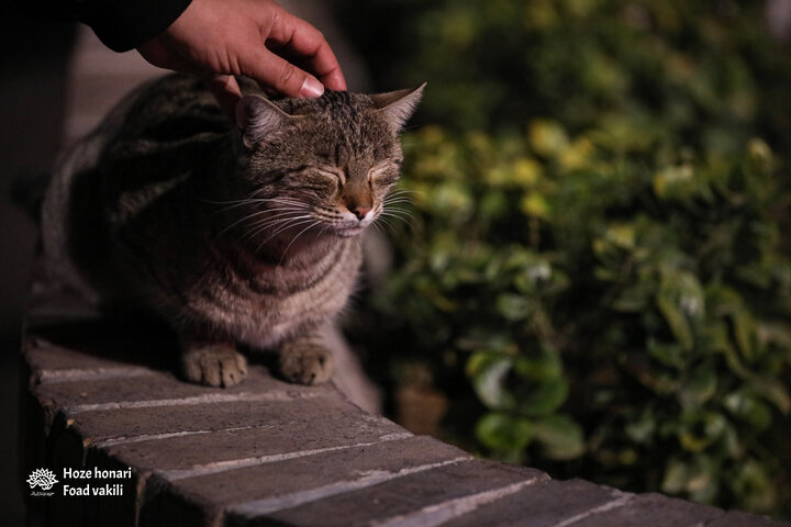 دهمین شب اکران فیلم‌های جشنواره فجر در حوزه هنری